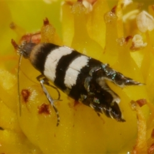 Glyphipterix meteora at Freshwater Creek, VIC - 4 Nov 2024