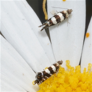 Glyphipterix meteora at Freshwater Creek, VIC - 4 Nov 2024