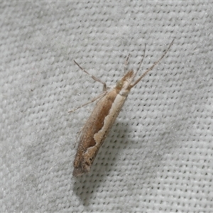 Plutella xylostella (Diamondback Moth) at Freshwater Creek, VIC by WendyEM