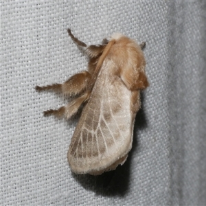 Doratifera pinguis at Freshwater Creek, VIC - 5 Nov 2024