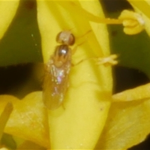 Chloropidae (family) at Freshwater Creek, VIC - 4 Nov 2024 01:33 PM