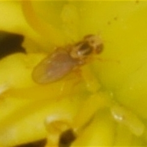 Chloropidae (family) at Freshwater Creek, VIC - 4 Nov 2024 01:33 PM