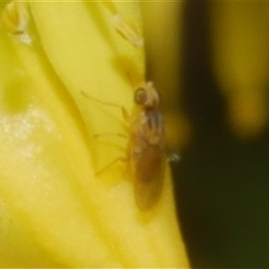 Chloropidae (family) at Freshwater Creek, VIC - 4 Nov 2024 01:33 PM