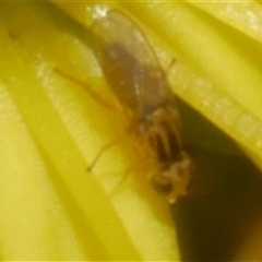 Chloropidae (family) at Freshwater Creek, VIC - 4 Nov 2024 01:33 PM