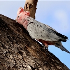 Eolophus roseicapilla (Galah) at Hughes, ACT - 14 Nov 2024 by LisaH