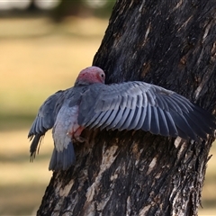 Eolophus roseicapilla at Hughes, ACT - 14 Nov 2024