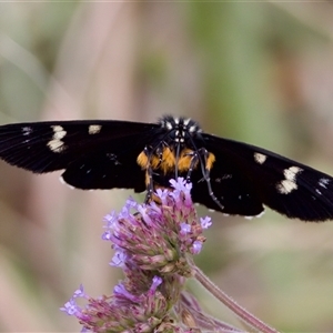 Phalaenoides tristifica at Strathnairn, ACT - 21 Jan 2023