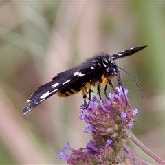 Phalaenoides tristifica at Strathnairn, ACT - 21 Jan 2023