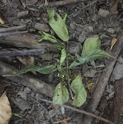 Macaranga polyadenia at Edge Hill, QLD - 14 Nov 2024 by JasonPStewartNMsnc2016