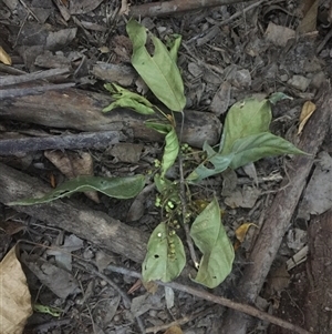 Macaranga polyadenia at Edge Hill, QLD - 14 Nov 2024