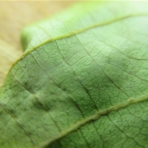 Macaranga polyadenia at Edge Hill, QLD - 14 Nov 2024