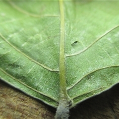 Macaranga polyadenia at Edge Hill, QLD - 14 Nov 2024