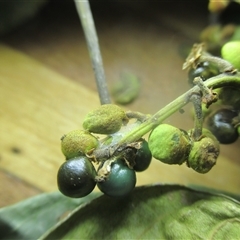 Macaranga polyadenia at Edge Hill, QLD - 14 Nov 2024