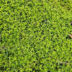 Crassula helmsii (Swamp Stonecrop) at Nicholls, ACT - 14 Nov 2024 by Jiggy