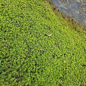 Crassula helmsii at Nicholls, ACT - 15 Nov 2024 08:01 AM