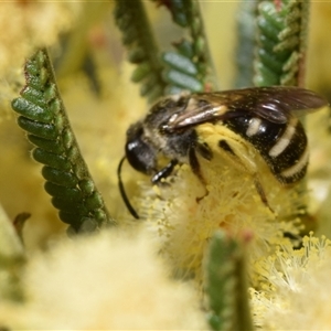 Lasioglossum (Chilalictus) sp. (genus & subgenus) at Jerrabomberra, NSW - 9 Nov 2024