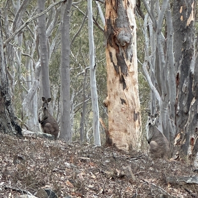 Osphranter robustus robustus (Eastern Wallaroo) at Jerrabomberra, NSW - 14 Nov 2024 by fulfy