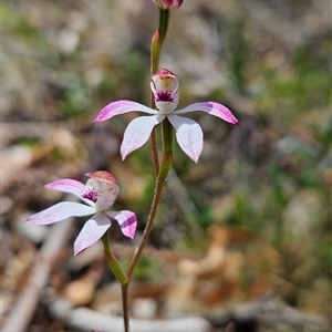 Caladenia moschata at Mount Clear, ACT - suppressed