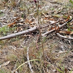 Caladenia moschata at Mount Clear, ACT - suppressed