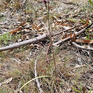 Caladenia moschata at Mount Clear, ACT - suppressed