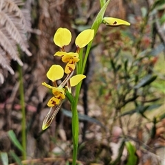 Diuris sulphurea (Tiger Orchid) at Uriarra Village, ACT - 14 Nov 2024 by BethanyDunne