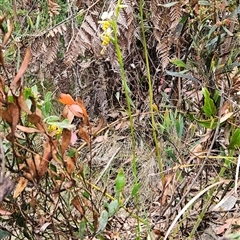 Diuris sulphurea at Uriarra Village, ACT - 14 Nov 2024