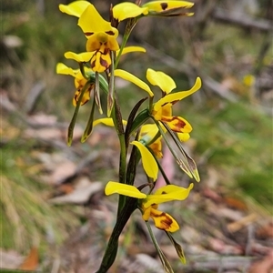 Diuris sulphurea at Uriarra Village, ACT - 14 Nov 2024