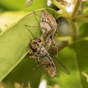 Oxyopes sp. (genus) at Hawker, ACT - 11 Nov 2024