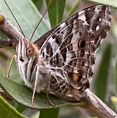 Vanessa kershawi (Australian Painted Lady) at Higgins, ACT - 14 Nov 2024 by Jennybach