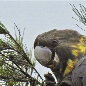 Calyptorhynchus lathami lathami at Berrima, NSW - suppressed