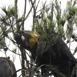 Calyptorhynchus lathami lathami at Berrima, NSW - suppressed