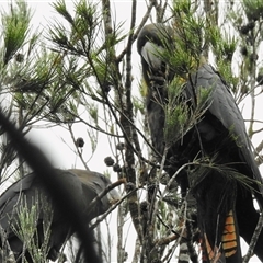 Calyptorhynchus lathami lathami at Berrima, NSW - suppressed