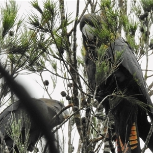 Calyptorhynchus lathami lathami at Berrima, NSW - 10 Jan 2019