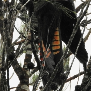 Calyptorhynchus lathami lathami at Berrima, NSW - suppressed