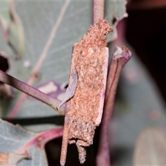 Trigonocyttara clandestina at Hawker, ACT - 11 Nov 2024 by AlisonMilton