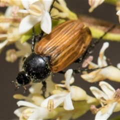 Phyllotocus sp. (genus) (Nectar scarab) at Hawker, ACT - 10 Nov 2024 by AlisonMilton