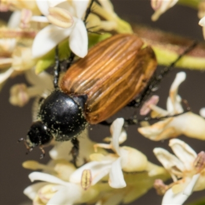 Phyllotocus rufipennis (Nectar scarab) at Hawker, ACT - 11 Nov 2024 by AlisonMilton