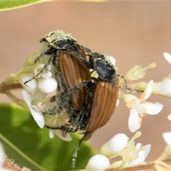 Phyllotocus sp. (genus) at Hawker, ACT - 11 Nov 2024