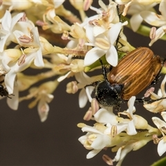 Phyllotocus sp. (genus) at Hawker, ACT - 11 Nov 2024