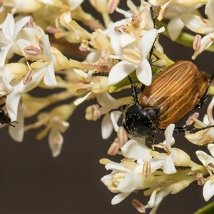 Phyllotocus sp. (genus) at Hawker, ACT - 11 Nov 2024