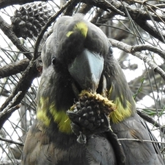 Calyptorhynchus lathami lathami (Glossy Black-Cockatoo) at Bullio, NSW - 17 Jun 2020 by GlossyGal