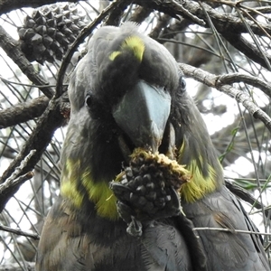 Calyptorhynchus lathami lathami (Glossy Black-Cockatoo) at Bullio, NSW by GlossyGal