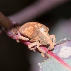 Gonipterus scutellatus (Eucalyptus snout beetle, gum tree weevil) at Hawker, ACT - 10 Nov 2024 by AlisonMilton