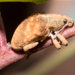 Gonipterus scutellatus at Hawker, ACT - 11 Nov 2024