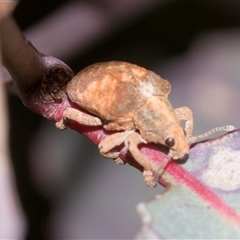 Gonipterus scutellatus at Hawker, ACT - 11 Nov 2024