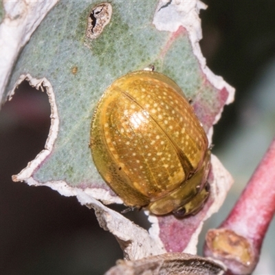 Paropsisterna cloelia (Eucalyptus variegated beetle) at Hawker, ACT - 10 Nov 2024 by AlisonMilton