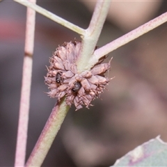 Paropsis atomaria (Eucalyptus leaf beetle) at Hawker, ACT - 11 Nov 2024 by AlisonMilton