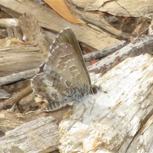 Neolucia agricola (Fringed Heath-blue) at Acton, ACT by Christine