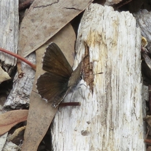 Neolucia agricola at Acton, ACT - 11 Nov 2024 03:41 PM