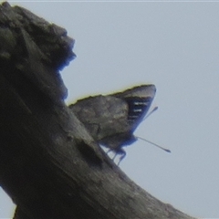 Ogyris olane (Broad-margined Azure) at Acton, ACT - 11 Nov 2024 by Christine